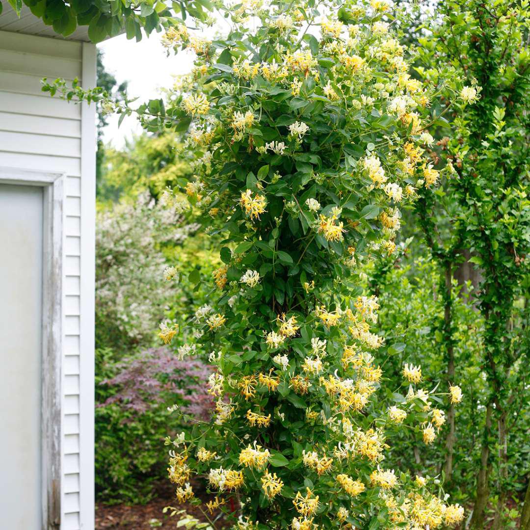 Proven Winners Scentsation Honeysuckle - Thumbnail 2