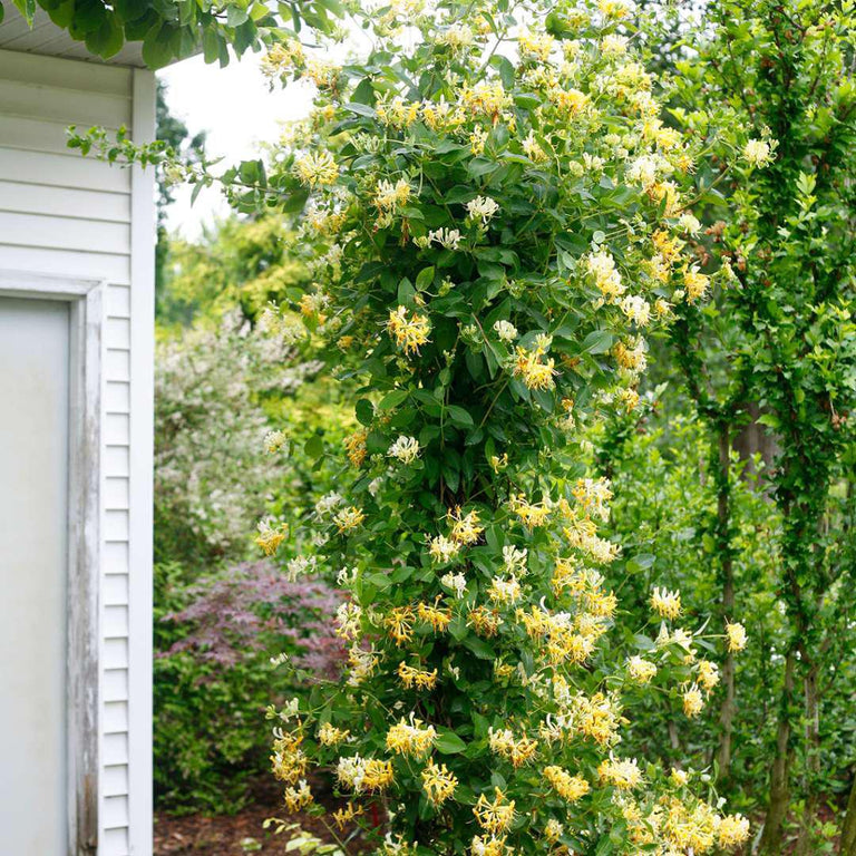 plant honeysuckle in pot Scentsation' Honeysuckle – Creekside Nursery, Inc