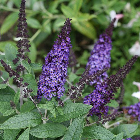 Blue butterfly bush in a nursery pot with purple flower spikes