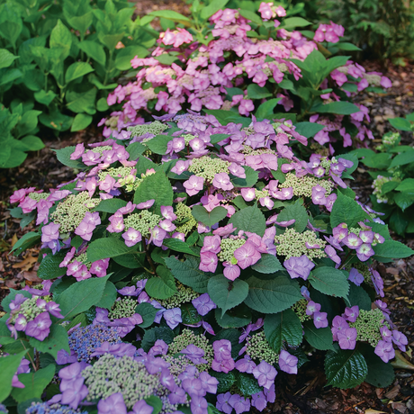 Mountain hydrangea with white blooms in a pot