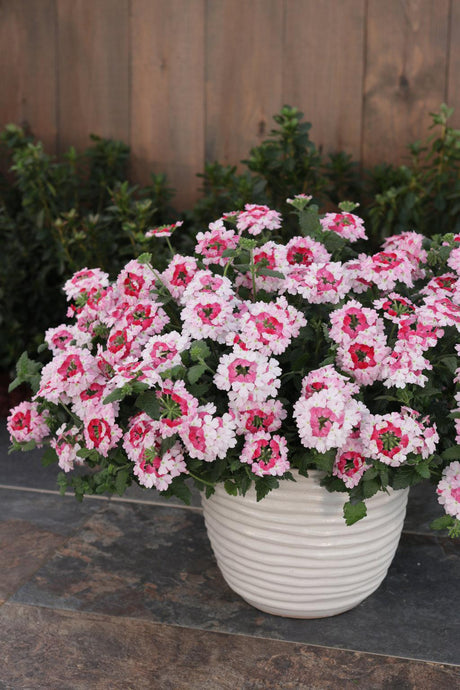 Pink verbena with delicate blooms in a nursery pot