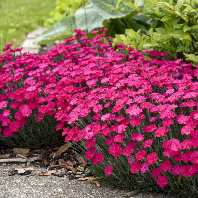 Magenta dianthus blooms in a small pot