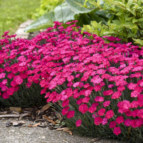 Magenta dianthus blooms in a small pot