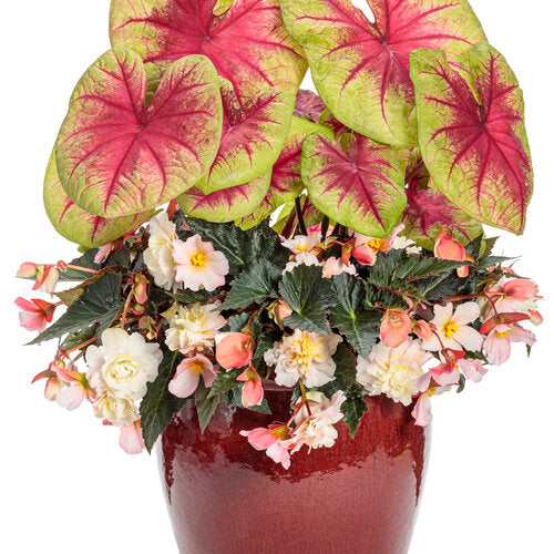 Double Delight Appleblossom begonia in a nursery pot