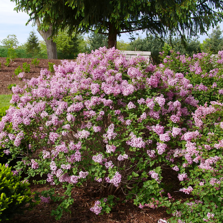 Bloomerang Purpink reblooming lilac in bloom in a pot