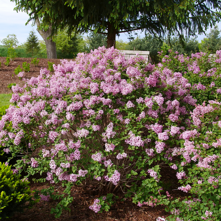 How to Plant and Grow Bloomerang Lilac