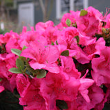 Pink reblooming azalea in a nursery pot