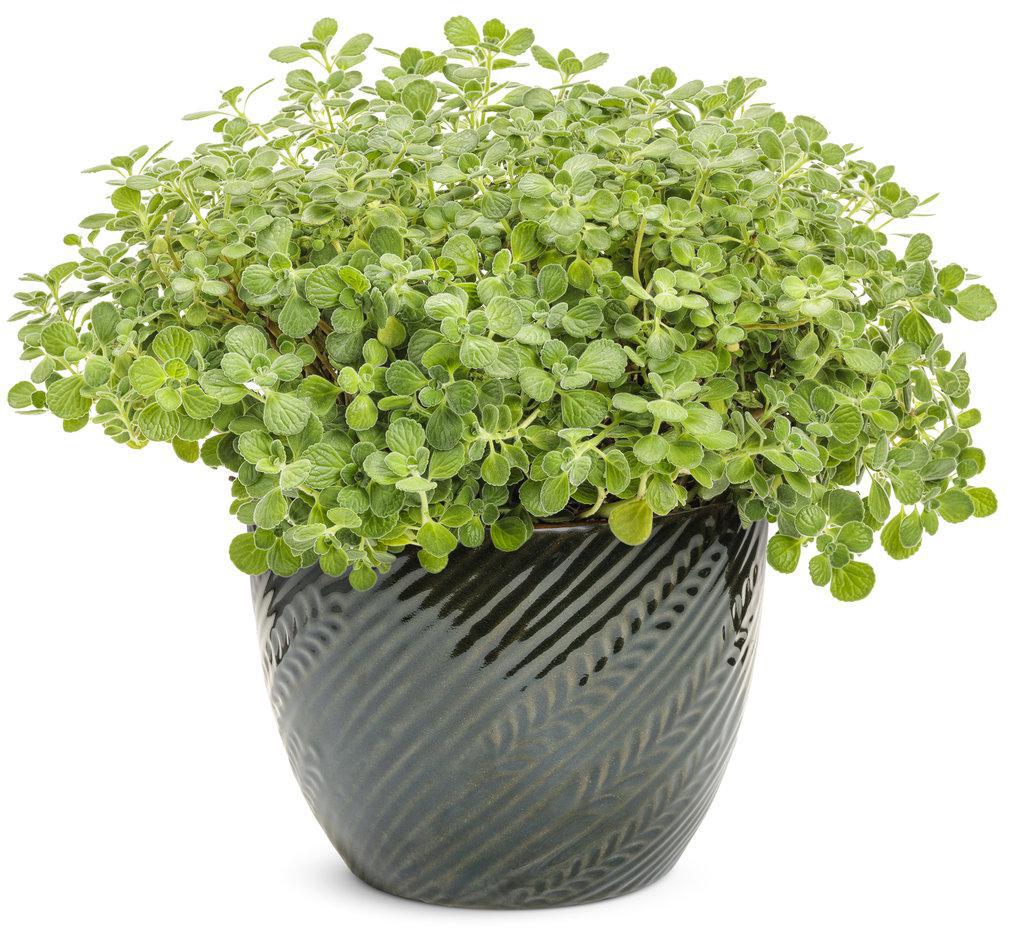 Cerveza 'n Lime® Plectranthus in a nursery pot