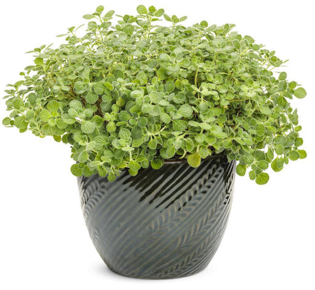 Cerveza 'n Lime® Plectranthus in a nursery pot