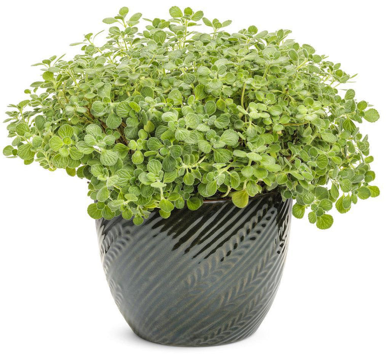 Cerveza 'n Lime® Plectranthus