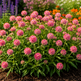 Fireball Pink Gomphrena | Creekside Champions™