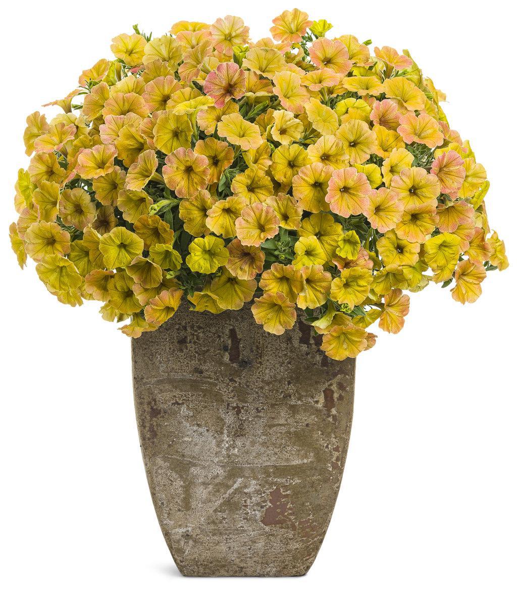 Supertunia Honey petunia in bloom in a nursery pot