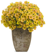Supertunia Honey petunia in bloom in a nursery pot