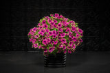 Supertunia Picasso in Purple petunia in a nursery pot