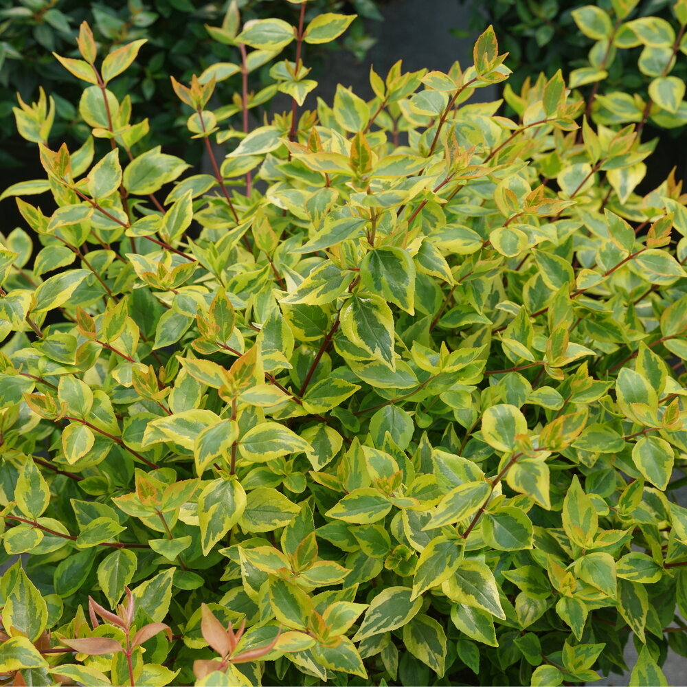 Brilliantina abelia in a container with glossy leaves