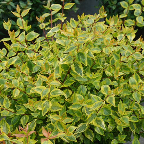 Brilliantina abelia in a container with glossy leaves