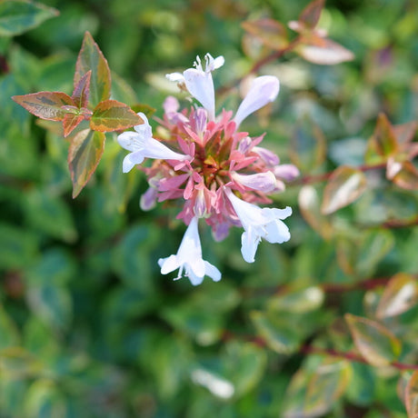 BRILLIANTINA Abelia shrub in a nursery pot