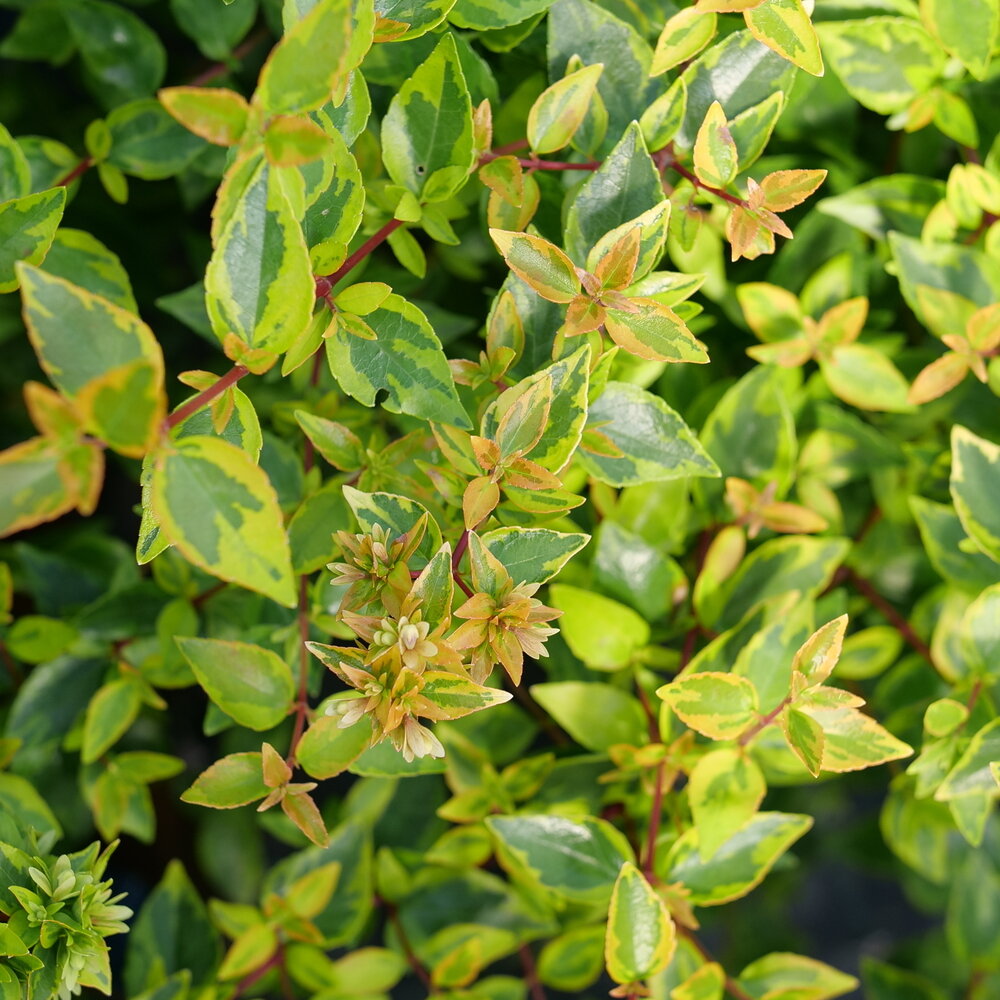 Brilliantina abelia shrub in a nursery pot