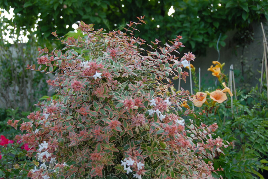 TRES AMIGOS™ Abelia – Creekside Nursery, Inc