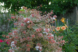 Tres Amigos abelia with white flowers in a nursery pot