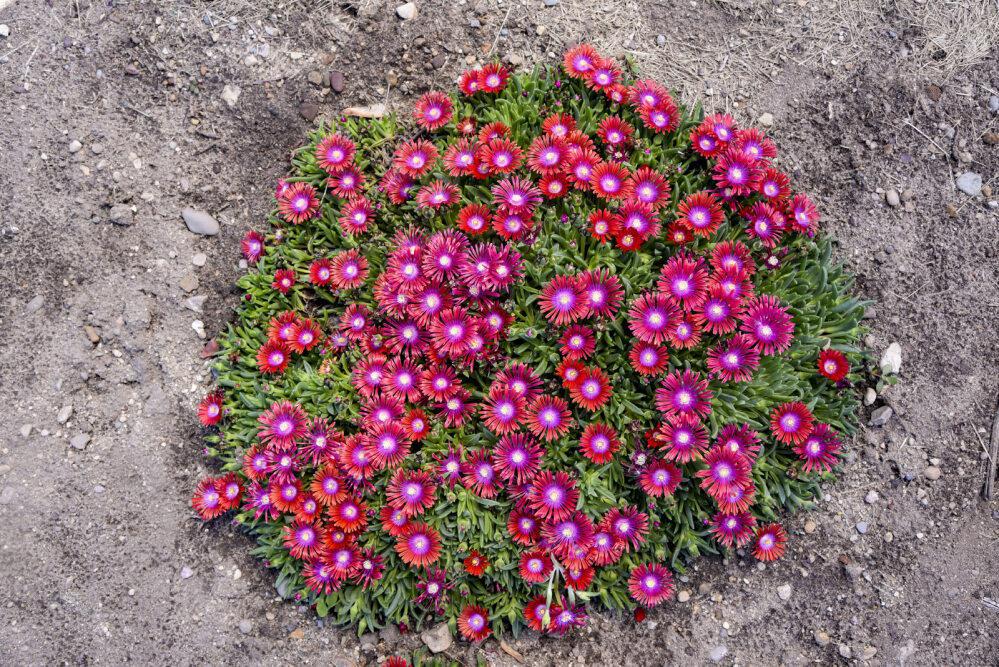 Razzle Dazzle' Delosperma in a nursery pot