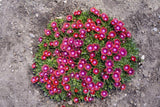 Razzle Dazzle' Delosperma in a nursery pot