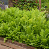 Ostrich fern in a nursery pot with feathery green fronds