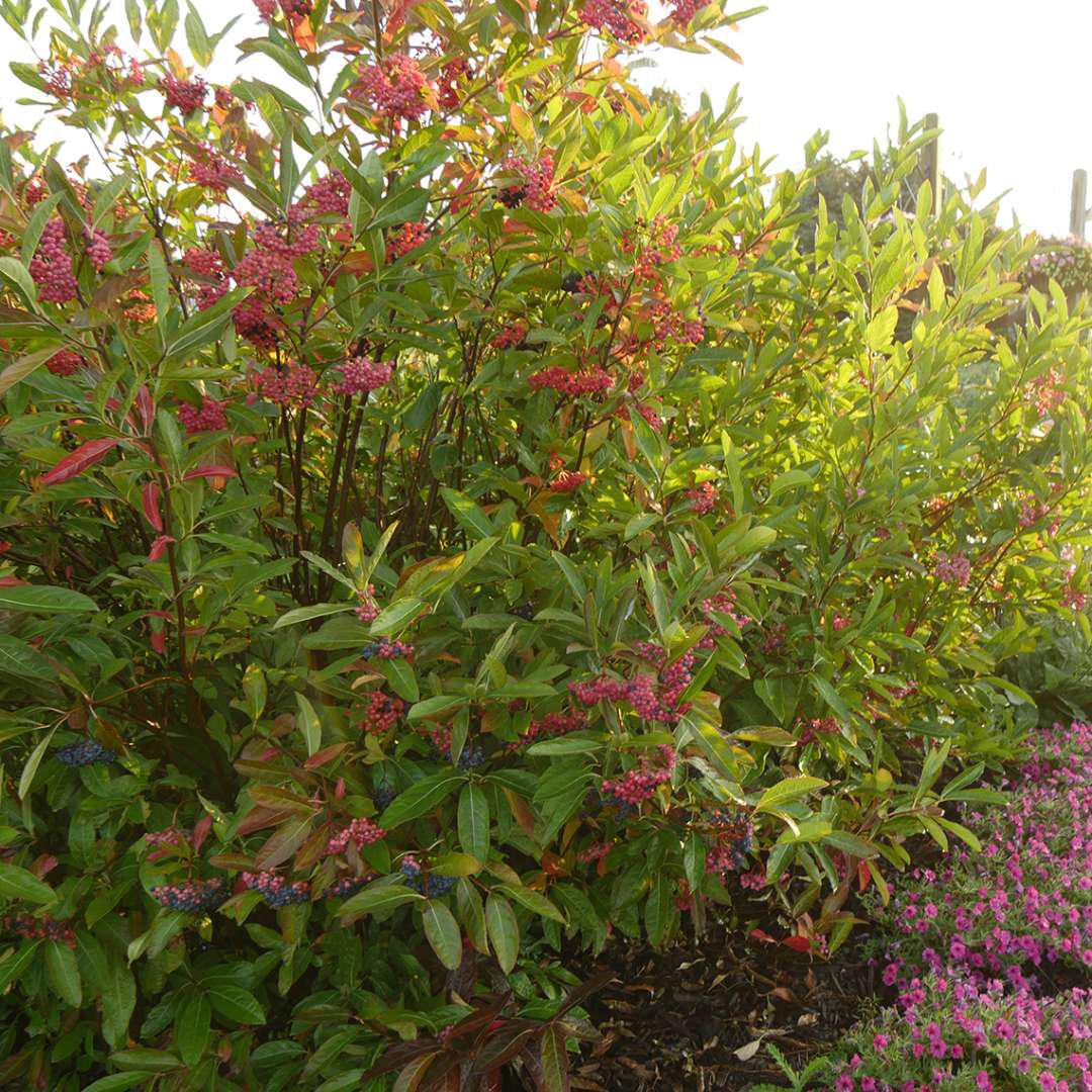 Brandywine viburnum with green foliage in a nursery pot