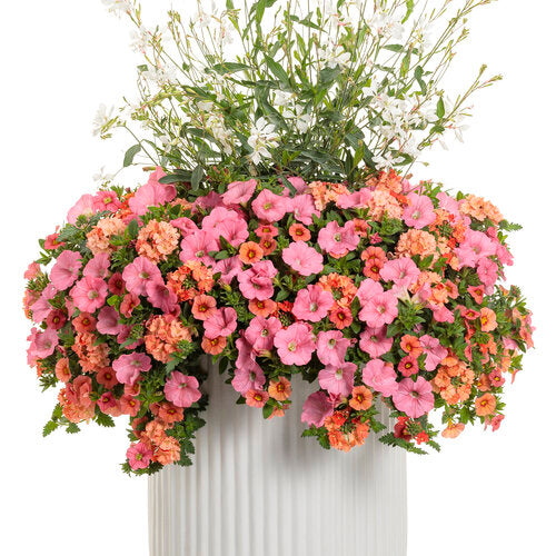 Sweet Caroline Upside Key Lime vine in a pot