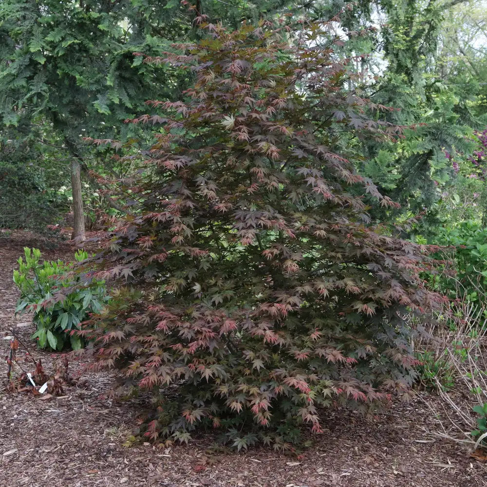 Hot Chana® Japanese Maple | Proven Winners