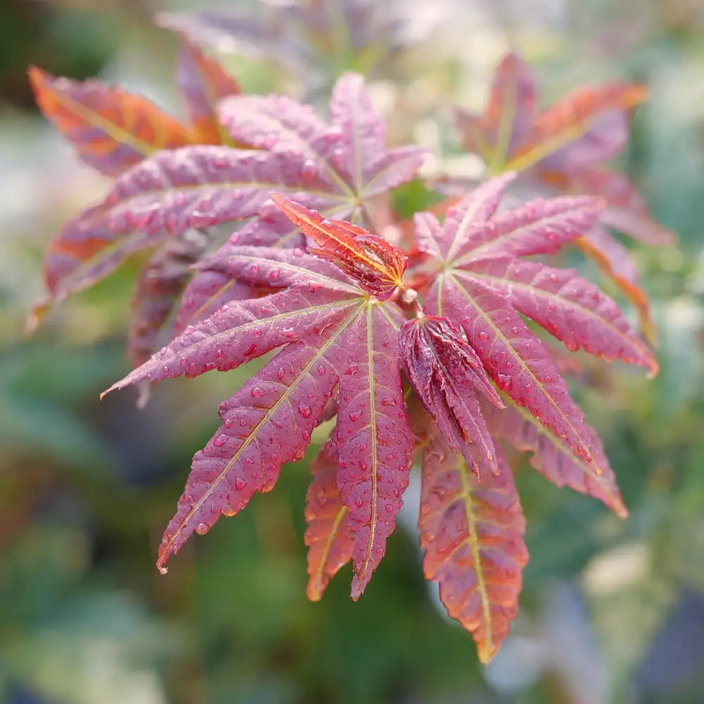 Hot Chana® Japanese Maple | Proven Winners