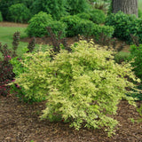 Japanese maple in a nursery pot with red-green leaves