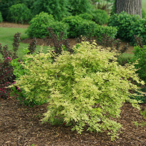METAMORPHOSA Japanese maple in a nursery pot
