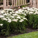 Achillea ‘Firefly Diamond’ | Proven Winners