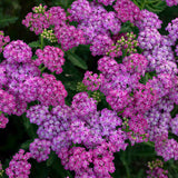 Achillea 'Firefly Fuchsia' with bright pink flower clusters