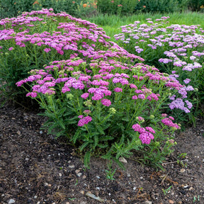 Achillea 'Firefly Fuchsia' with bright pink flowers