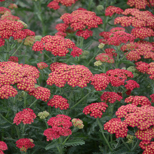 Achillea 'Firefly Red Pop' | Proven Winners