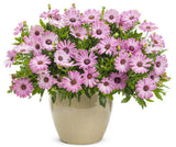 Pink osteospermum flowers in a pot with green foliage
