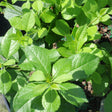 Mr. Poppins winterberry shrub with red berries