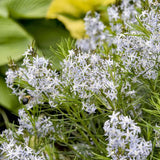 Amsonia 'String Theory' with blue flowers and green foliage