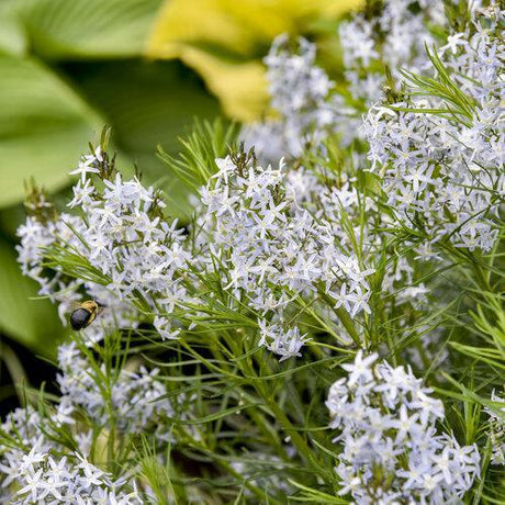 Amsonia 'String Theory' with blue flowers and green foliage