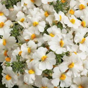 Sunsatia Coconut nemesia with white flowers in a pot