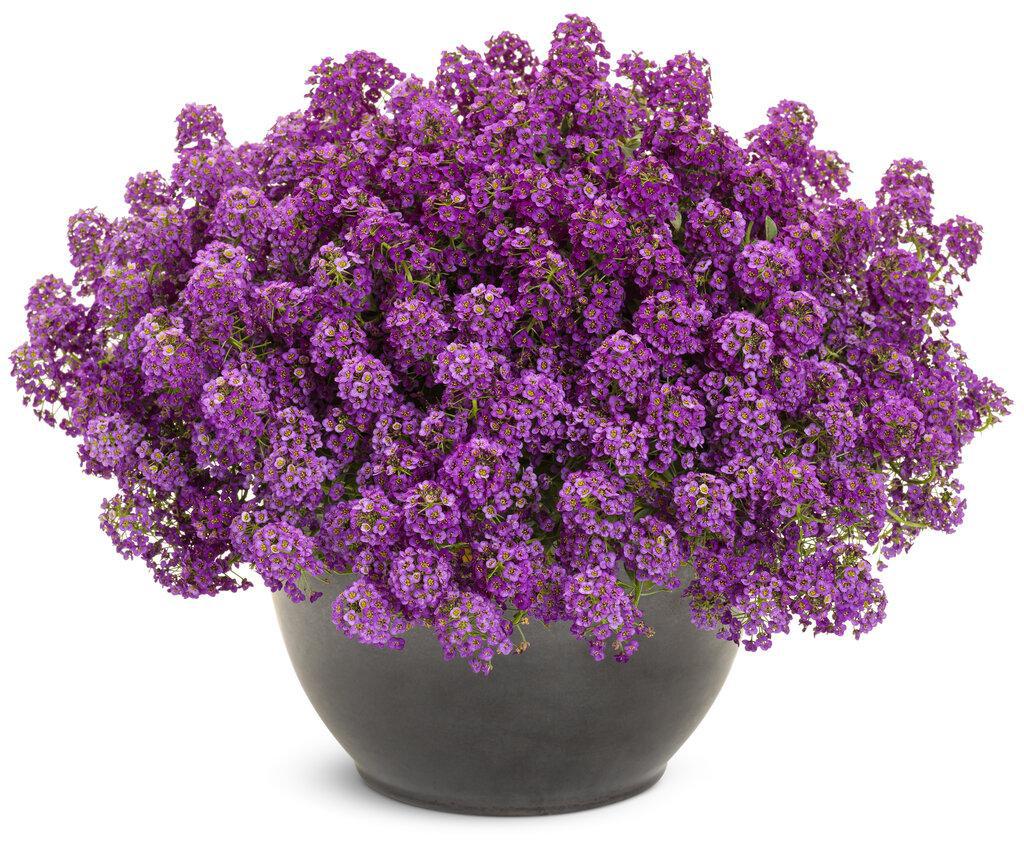 Proven Winners Sweet Alyssum - Thumbnail 2