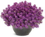 Violet Knight sweet alyssum in a pot with purple flowers