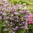 Stand by Me Pink clematis with pink blooms in a pot