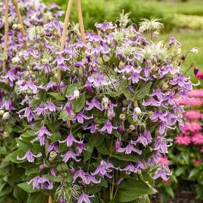 Stand by Me Pink clematis with pink blooms in a pot