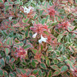 Tres Amigos abelia in a nursery pot