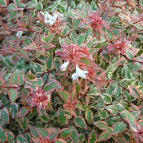 Tres Amigos abelia in a nursery pot