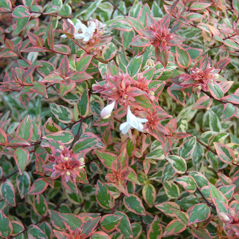 TRES AMIGOS™ Abelia – Creekside Nursery, Inc