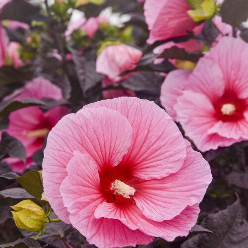 Summerific® 'Edge of Night' hibiscus – Creekside Nursery, Inc